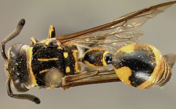 Media type: image;   Entomology 31075 Aspect: habitus dorsal view